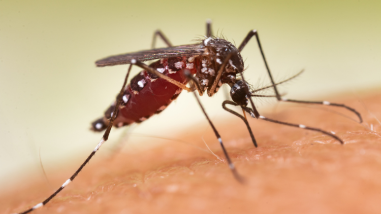 São Paulo confirmou mais duas mortes por febre amarela em 2026 e reforçou a importância da vacinação preventiva.