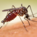 São Paulo confirmou mais duas mortes por febre amarela em 2026 e reforçou a importância da vacinação preventiva.