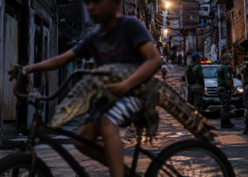 Caso de jacaré levado em bicicleta no Mandela, Zona Norte do Rio, é investigado pela Delegacia de Proteção ao Meio Ambiente.