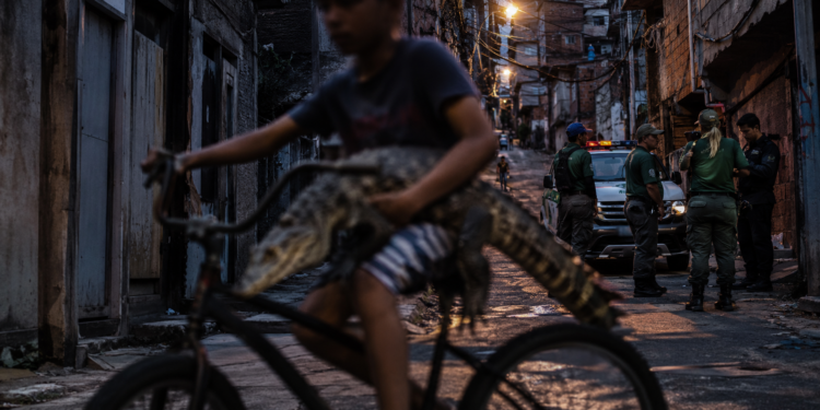 Caso de jacaré levado em bicicleta no Mandela, Zona Norte do Rio, é investigado pela Delegacia de Proteção ao Meio Ambiente.