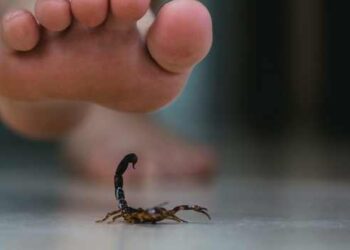 Animais peçonhentos podem se esconder em sapatos, roupas, camas e ralos. Especialistas recomendam cuidado redobrado no frio.