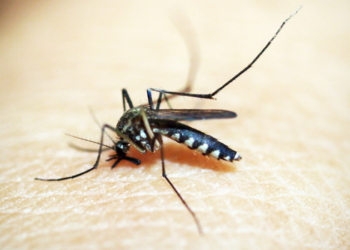 Macaé amplia ações de prevenção contra a febre amarela e orienta moradores a manterem a vacinação em dia. Autoridades reforçam monitoramento e medidas de proteção.