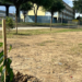 Prefeitura de Campos cria o Pomar do Esplanada com plantio de árvores frutíferas e espécies nativas. Projeto amplia áreas verdes e reforça ações da Semana Nacional do Meio Ambiente.