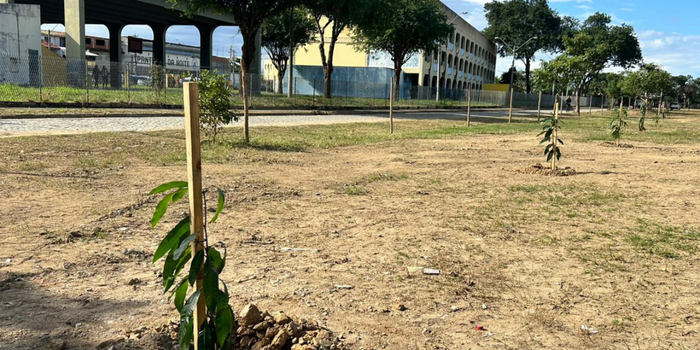 Prefeitura de Campos cria o Pomar do Esplanada com plantio de árvores frutíferas e espécies nativas. Projeto amplia áreas verdes e reforça ações da Semana Nacional do Meio Ambiente.