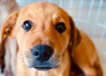 Cabo Frio realiza Feira de Adoção Animal neste sábado, no Centro.