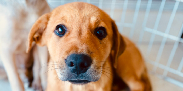 Cabo Frio realiza Feira de Adoção Animal neste sábado, no Centro.