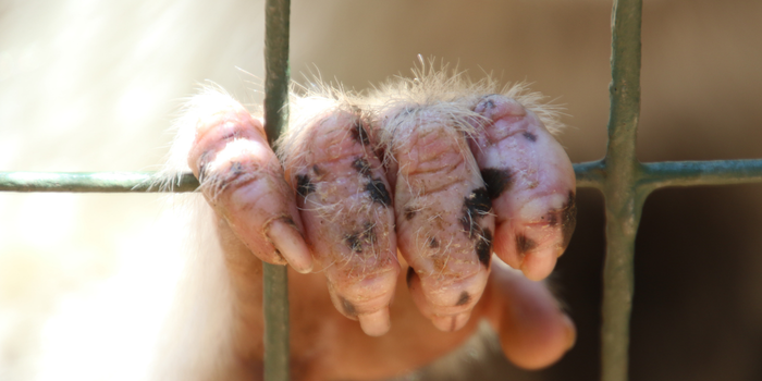 Debate no Senado reforça apoio ao Estatuto dos Cães e Gatos, projeto voltado à proteção e ao bem-estar animal.