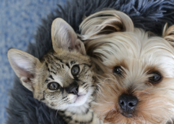 Debate no Senado reforça apoio ao Estatuto dos Cães e Gatos, projeto voltado à proteção e ao bem-estar animal.