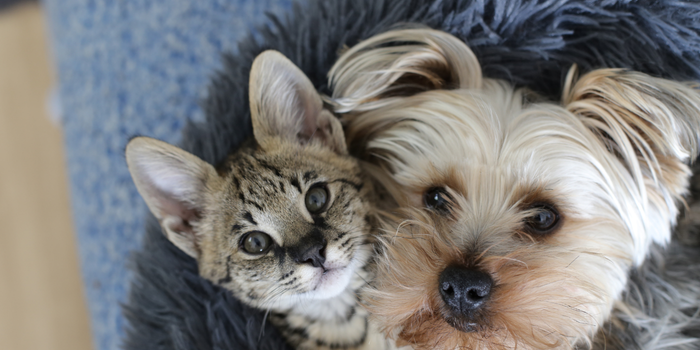 Debate no Senado reforça apoio ao Estatuto dos Cães e Gatos, projeto voltado à proteção e ao bem-estar animal.