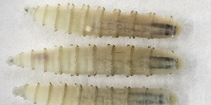 Casos de parasita letal para animais aumentam preocupação sobre a pecuária dos EUA e os preços da carne bovina.