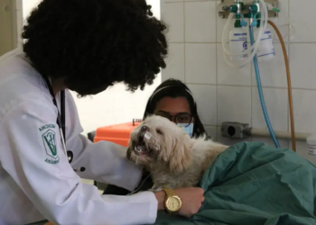 Lei 15.425/2026 torna crime o exercício ilegal da medicina veterinária no Brasil e prevê pena de detenção, multa em caso de lucro e responsabilização por lesão ou morte de pessoas e animais.
