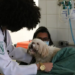 Lei 15.425/2026 torna crime o exercício ilegal da medicina veterinária no Brasil e prevê pena de detenção, multa em caso de lucro e responsabilização por lesão ou morte de pessoas e animais.