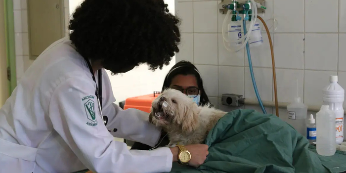 Lei 15.425/2026 torna crime o exercício ilegal da medicina veterinária no Brasil e prevê pena de detenção, multa em caso de lucro e responsabilização por lesão ou morte de pessoas e animais.