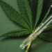 Pesquisa Blis Data 2026 aponta que a musculação é a principal atividade física entre pacientes que usam produtos à base de cannabis importados.