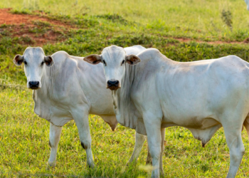 Rússia reconhece todo o território brasileiro como área livre de febre aftosa sem vacinação. Medida reforça status sanitário do Brasil e pode ampliar exportações agropecuárias.