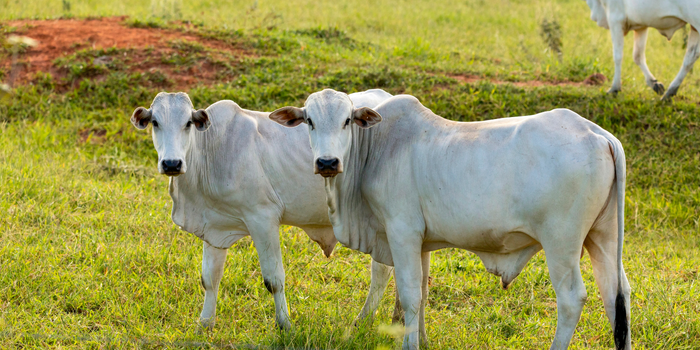 Rússia reconhece todo o território brasileiro como área livre de febre aftosa sem vacinação. Medida reforça status sanitário do Brasil e pode ampliar exportações agropecuárias.