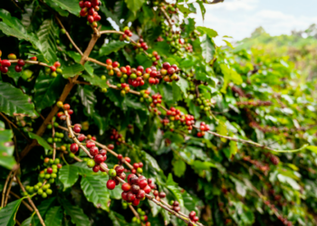 Estudo da UFRJ indica que o EUDR, em vigor a partir de 2026, pode impactar exportações de café brasileiro para a União Europeia e aumentar exigências de rastreabilidade.