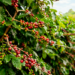 Estudo da UFRJ indica que o EUDR, em vigor a partir de 2026, pode impactar exportações de café brasileiro para a União Europeia e aumentar exigências de rastreabilidade.