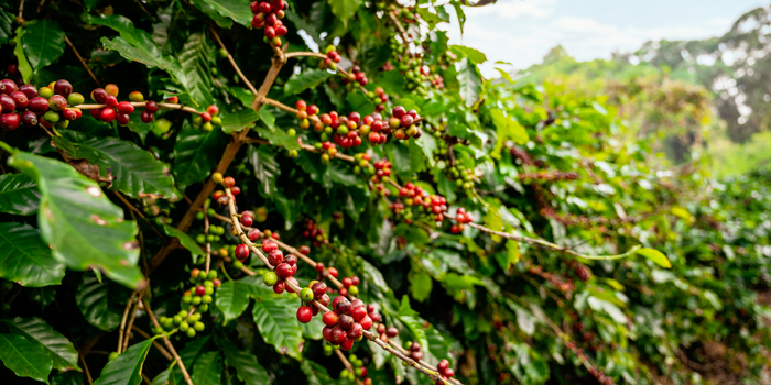 Estudo da UFRJ indica que o EUDR, em vigor a partir de 2026, pode impactar exportações de café brasileiro para a União Europeia e aumentar exigências de rastreabilidade.