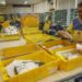 TCU alerta para riscos fiscais nos Correios e recomenda transparência, novos indicadores e financiamento permanente do serviço postal no país.