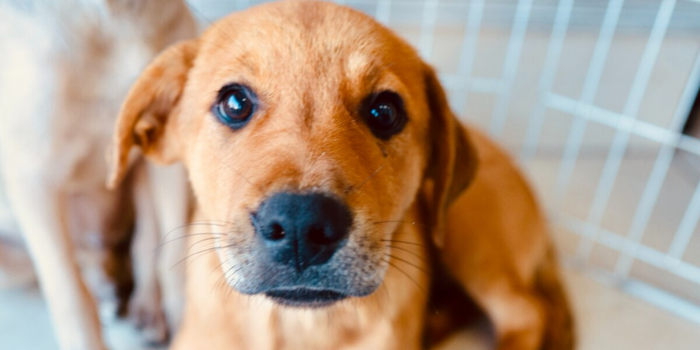 Cabo Frio realiza Feira de Adoção Animal neste sábado, no Centro da cidade.