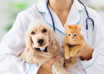 Macaé inicia pré-campanha de vacinação antirrábica para cães e gatos entre os dias 6 e 9 de julho, com atendimento em bairros como Jardim Carioca, Novo Eldorado e Parque Aeroporto.
