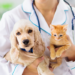 Macaé inicia pré-campanha de vacinação antirrábica para cães e gatos entre os dias 6 e 9 de julho, com atendimento em bairros como Jardim Carioca, Novo Eldorado e Parque Aeroporto.