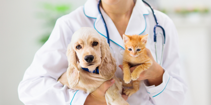 Macaé inicia pré-campanha de vacinação antirrábica para cães e gatos entre os dias 6 e 9 de julho, com atendimento em bairros como Jardim Carioca, Novo Eldorado e Parque Aeroporto.