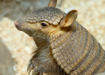 Símbolo da Copa de 2014, o tatu-bola continua ameaçado de extinção devido à perda de habitat, caça e impactos ambientais na Caatinga.