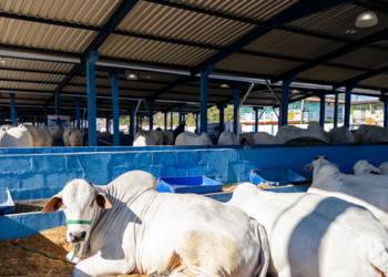 Programa Macaé Reproduza+ utiliza reprodução animal assistida para melhorar a genética dos rebanhos e aumentar a produtividade da pecuária.