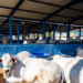 Programa Macaé Reproduza+ utiliza reprodução animal assistida para melhorar a genética dos rebanhos e aumentar a produtividade da pecuária.