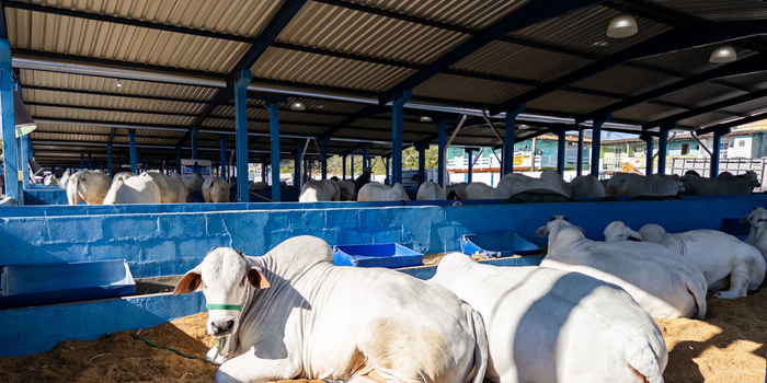 Programa Macaé Reproduza+ utiliza reprodução animal assistida para melhorar a genética dos rebanhos e aumentar a produtividade da pecuária.