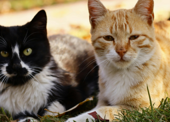 Estudo com 20 gatos analisa como os felinos respondem a diferentes emoções humanas e mostra a importância da voz, expressões e linguagem corporal.