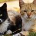 Estudo com 20 gatos analisa como os felinos respondem a diferentes emoções humanas e mostra a importância da voz, expressões e linguagem corporal.