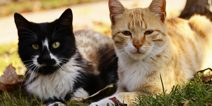 Estudo com 20 gatos analisa como os felinos respondem a diferentes emoções humanas e mostra a importância da voz, expressões e linguagem corporal.