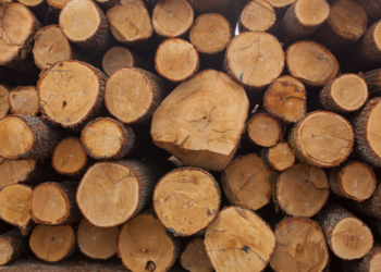 EUA investem US$ 80 milhões no setor madeireiro após impor tarifa de 25% a produtos brasileiros.
