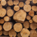 EUA investem US$ 80 milhões no setor madeireiro após impor tarifa de 25% a produtos brasileiros.
