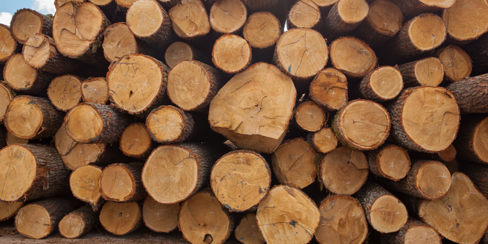 EUA investem US$ 80 milhões no setor madeireiro após impor tarifa de 25% a produtos brasileiros.
