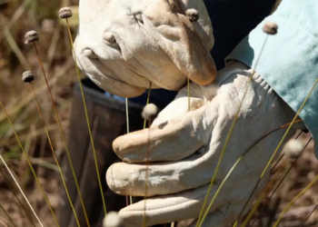 Pesquisadores redescobrem plantas raras consideradas possivelmente extintas no Quadrilátero Ferrífero e estudam técnicas para sua conservação.