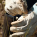 Pesquisadores redescobrem plantas raras consideradas possivelmente extintas no Quadrilátero Ferrífero e estudam técnicas para sua conservação.