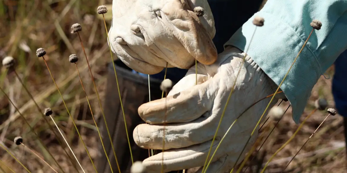 Pesquisadores redescobrem plantas raras consideradas possivelmente extintas no Quadrilátero Ferrífero e estudam técnicas para sua conservação.