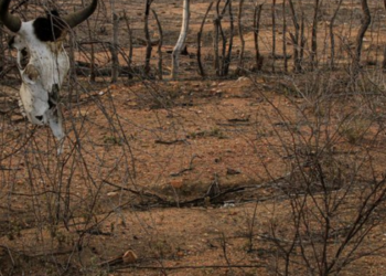COP17 da ONU começa na Mongólia com debates sobre desertificação, secas, recuperação de solos, segurança alimentar e financiamento ambiental.