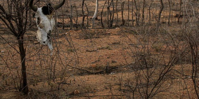 COP17 da ONU começa na Mongólia com debates sobre desertificação, secas, recuperação de solos, segurança alimentar e financiamento ambiental.