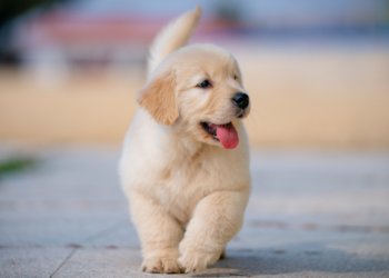 Cientistas modificaram geneticamente dois filhotes de beagle para eliminar a proteína Can f 1, ligada às alergias causadas por cães. Pesquisa ainda precisa de novos estudos.