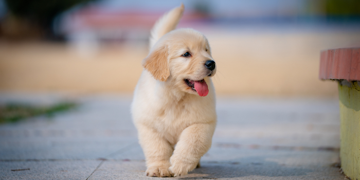 Cientistas modificaram geneticamente dois filhotes de beagle para eliminar a proteína Can f 1, ligada às alergias causadas por cães. Pesquisa ainda precisa de novos estudos.