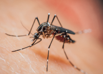 Pesquisa publicada na Nature Microbiology encontrou mutações do Plasmodium falciparum associadas à resistência a medicamentos contra a malária e reforçou a importância da vigilância genética.