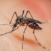 Pesquisa publicada na Nature Microbiology encontrou mutações do Plasmodium falciparum associadas à resistência a medicamentos contra a malária e reforçou a importância da vigilância genética.