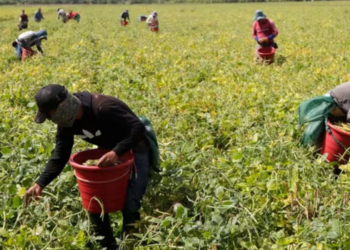 OIT alerta que o El Niño pode reduzir renda e piorar condições de trabalho no Brasil, principalmente entre trabalhadores rurais, informais e expostos ao calor.