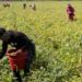 OIT alerta que o El Niño pode reduzir renda e piorar condições de trabalho no Brasil, principalmente entre trabalhadores rurais, informais e expostos ao calor.