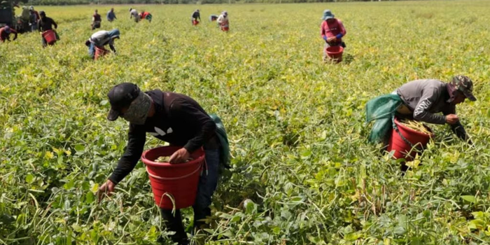 OIT alerta que o El Niño pode reduzir renda e piorar condições de trabalho no Brasil, principalmente entre trabalhadores rurais, informais e expostos ao calor.